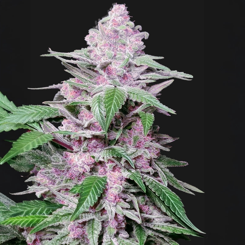 Purple Cookie Kush
