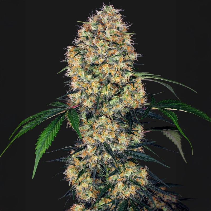 Sensi Amnesia XXL Auto