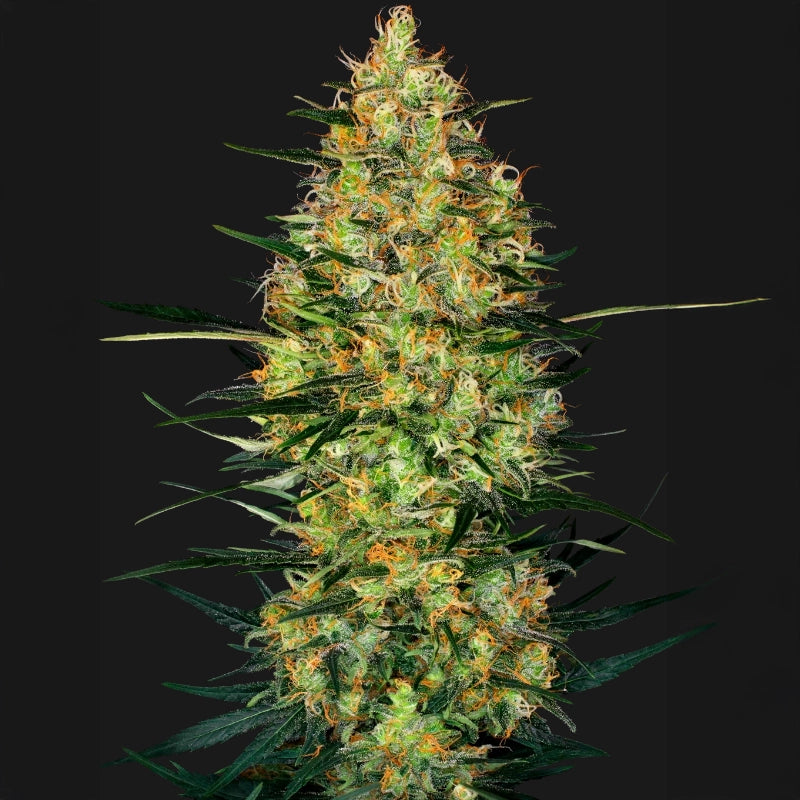 Caramellow Kush Automatic