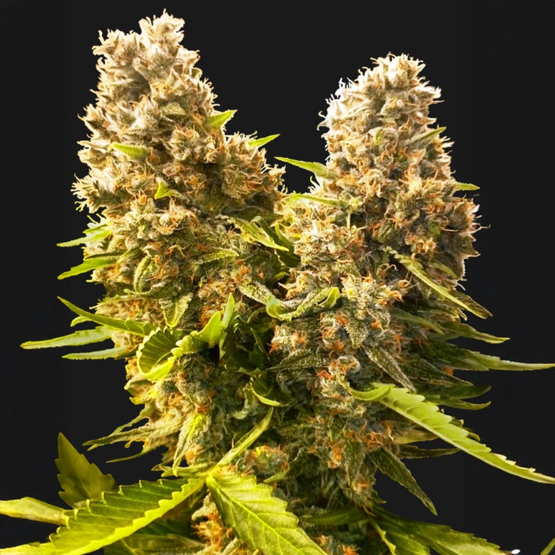 Banana Kush Cake Auto