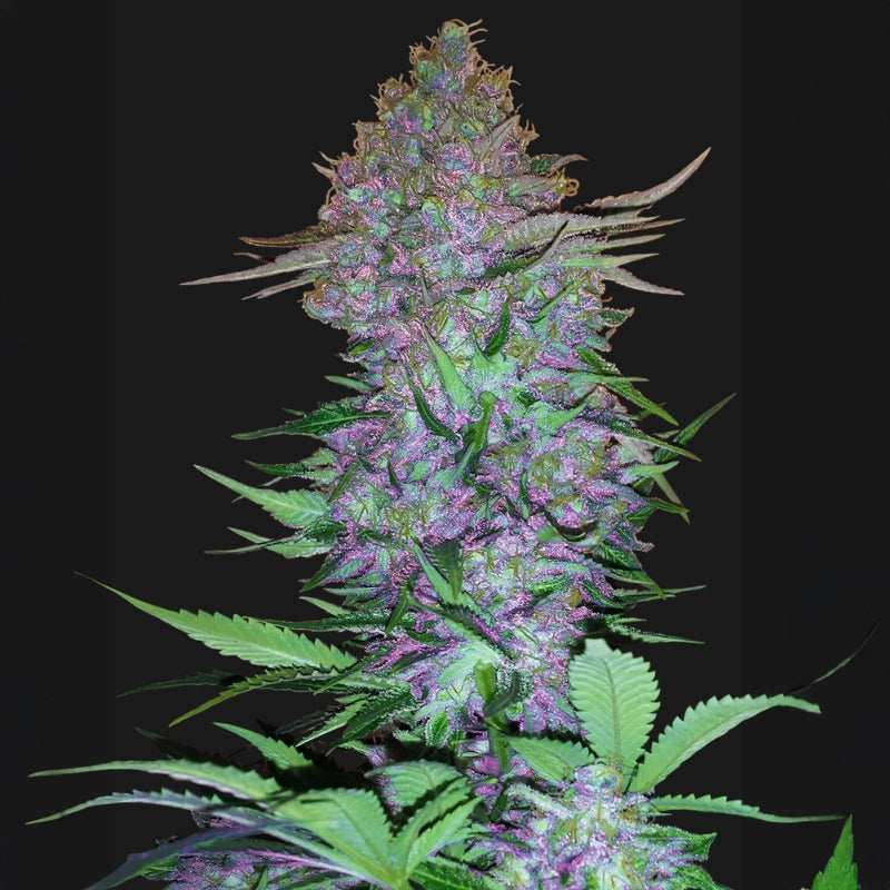 Purple Skunk Auto