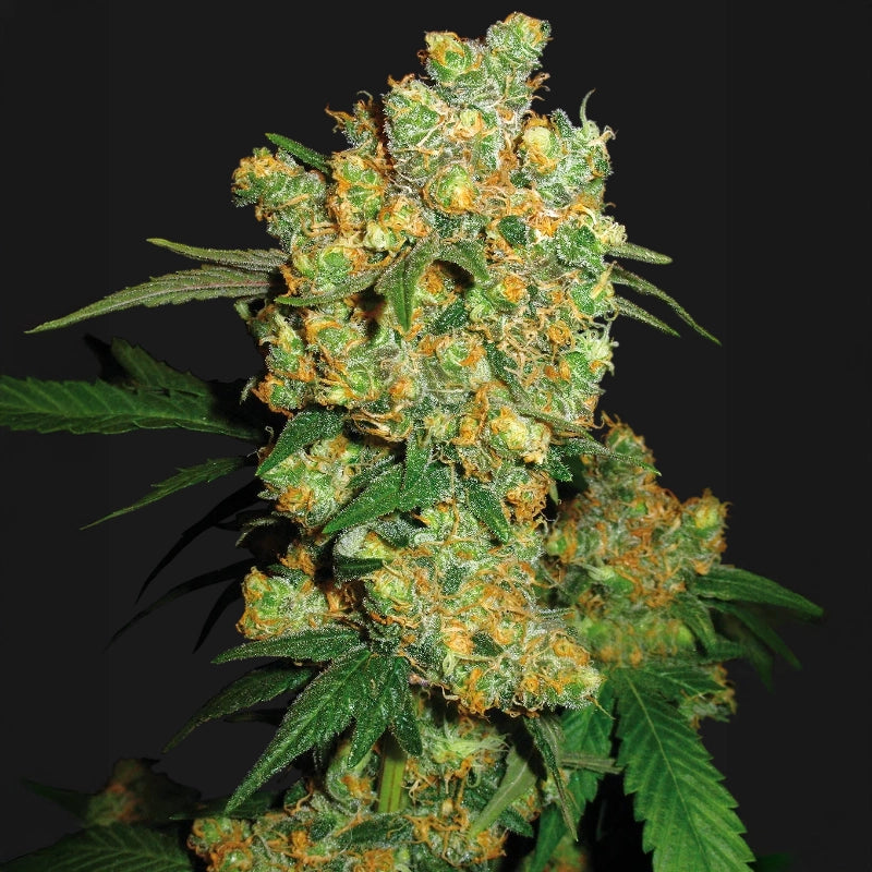 Big Bud®