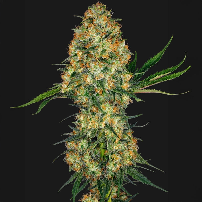 Hindu Kush®