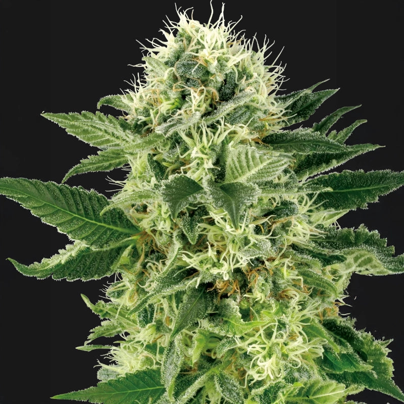 northern lights plant Northern Lights® Samen kaufen – Indica-Klassiker