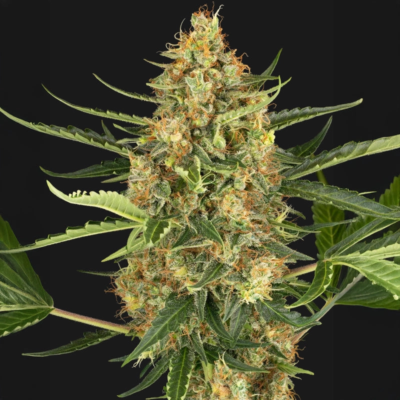 Blueberry Bubblegum Auto