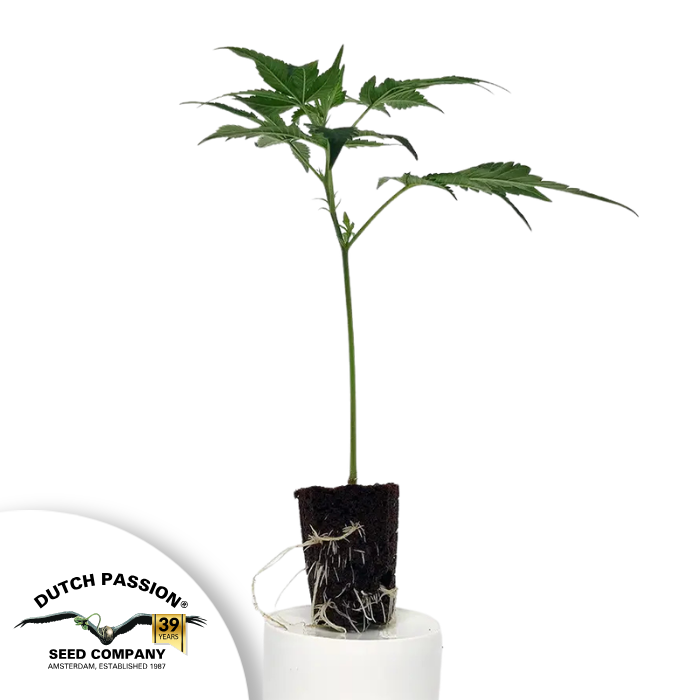 Strawberry Cough – THC Steckling