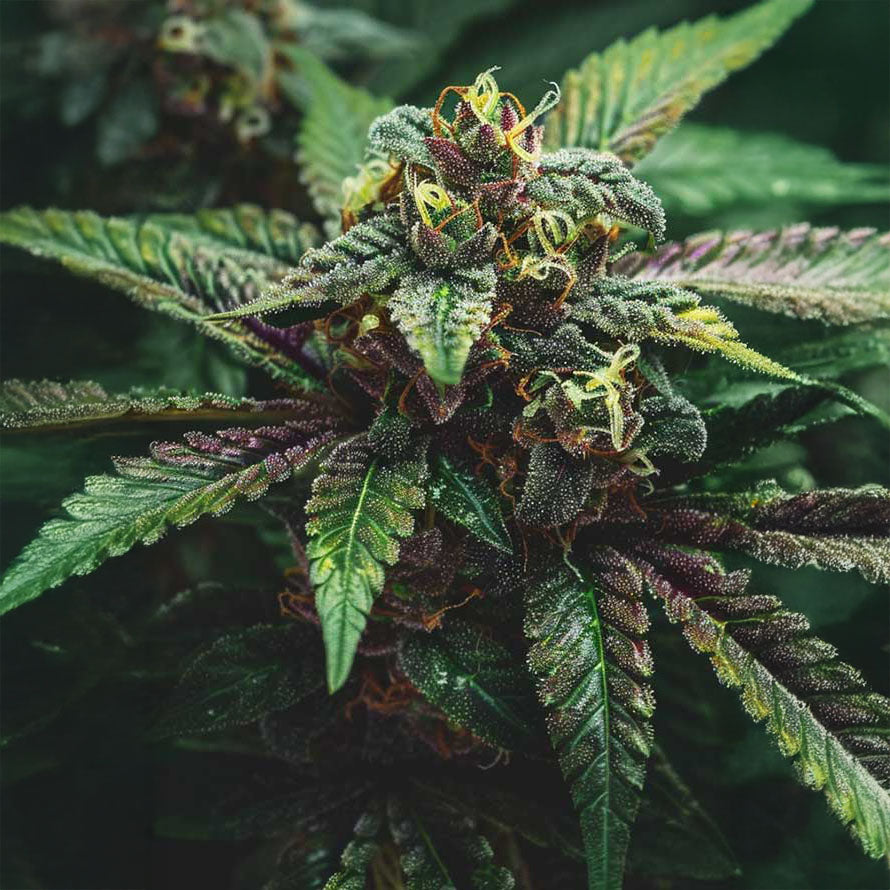 Critical X Cream Mandarin Auto