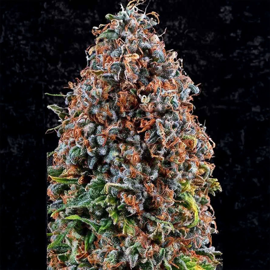 Criticalz Kush