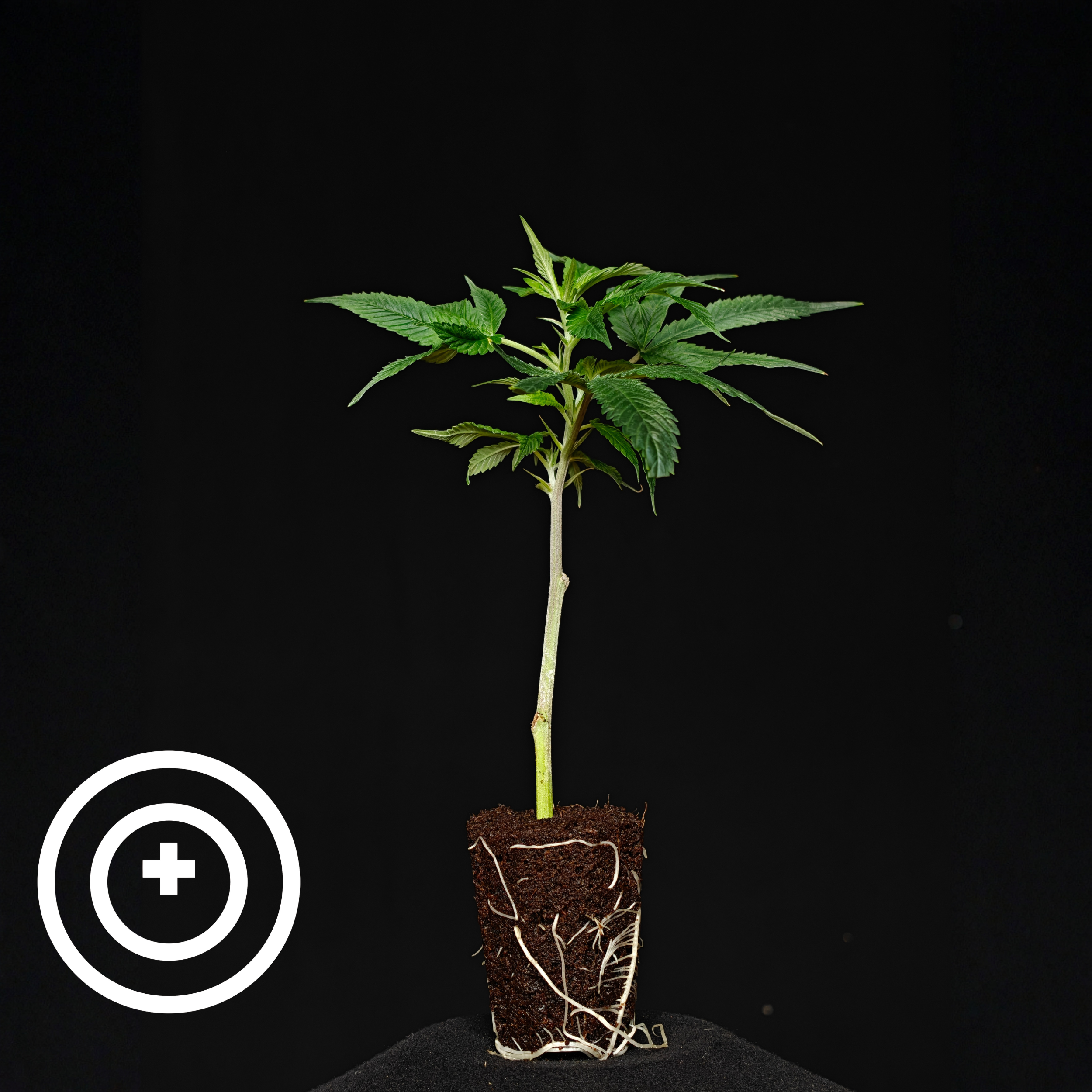 Egyptian Gold – THC řízek