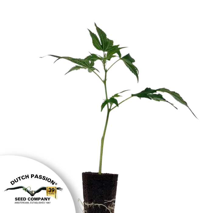 Strawberry Cough - THC Steckling