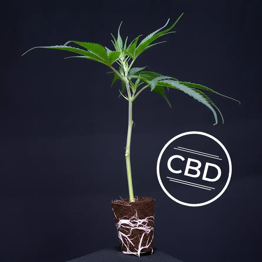 Amnesia CBD