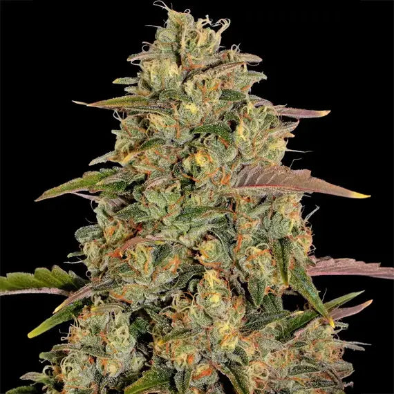 Amnesia Lemon
