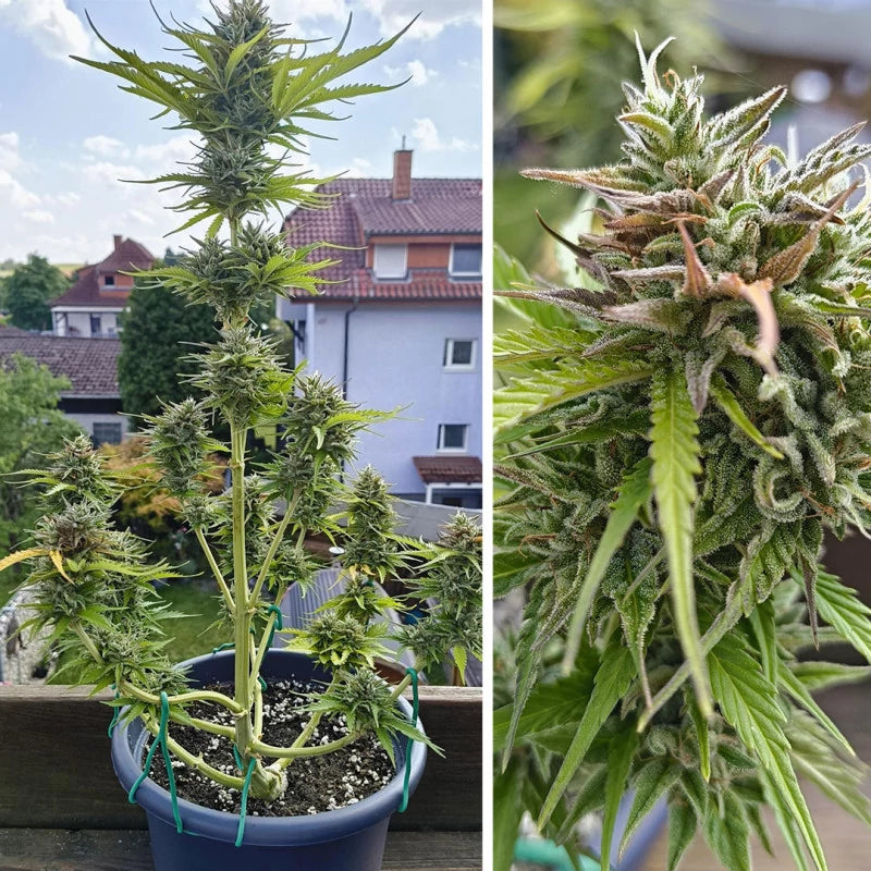 Auto Candy Bubatz XL