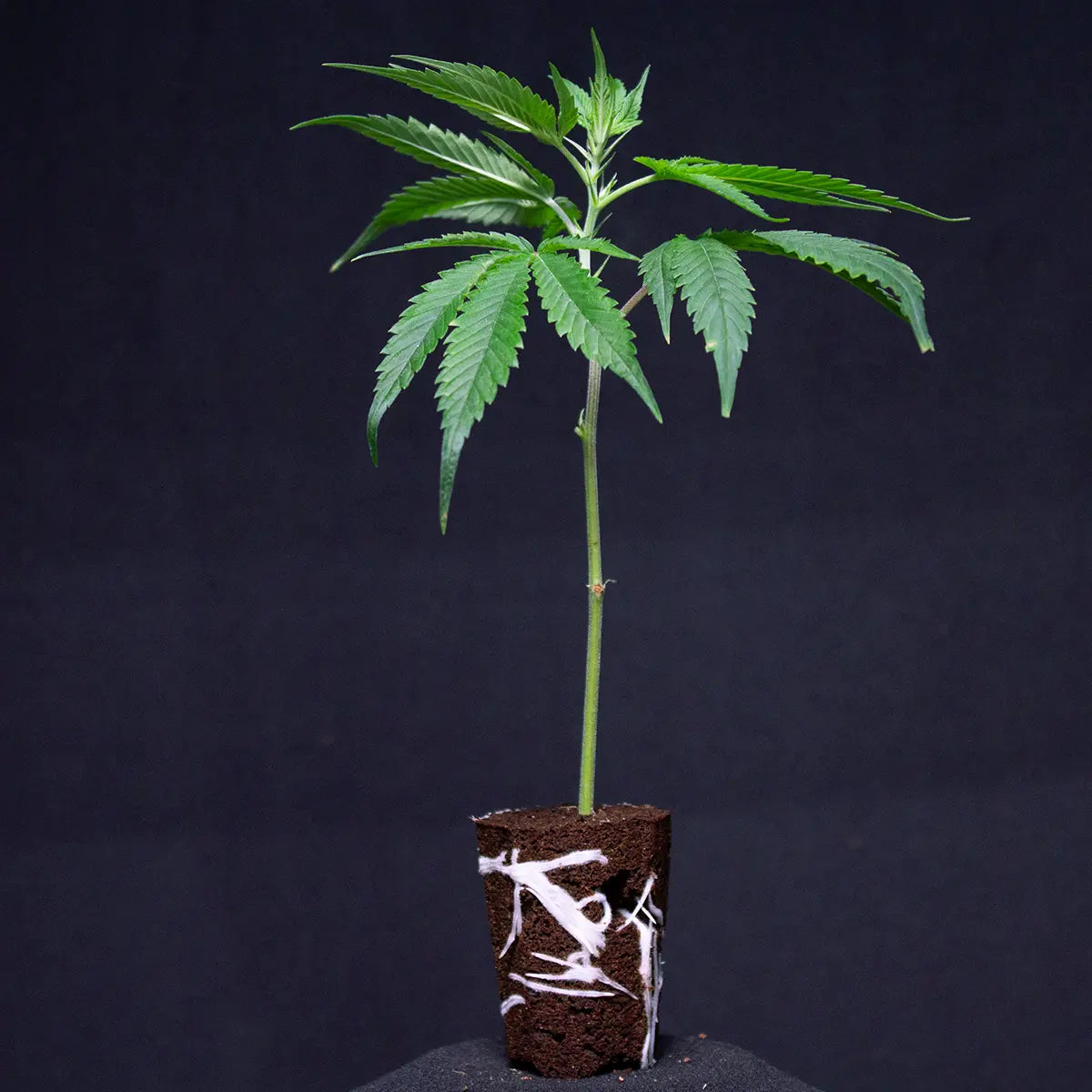 Critical D