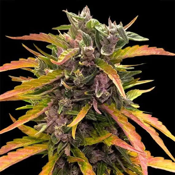 Gorilla Glue Auto
