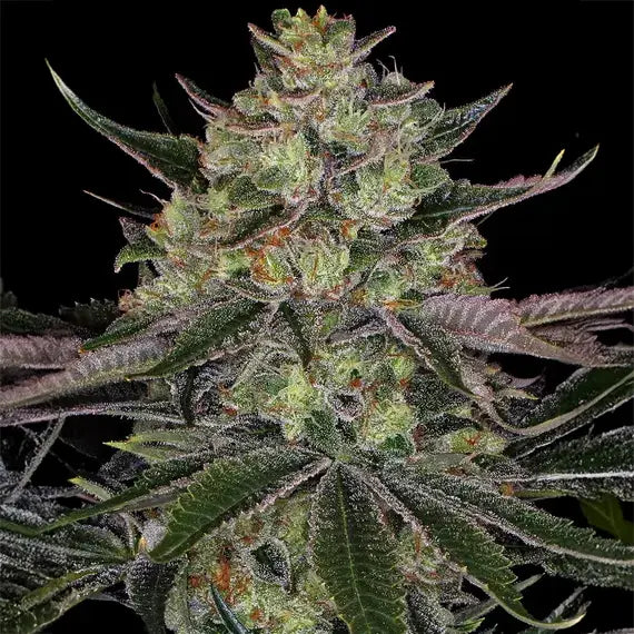 Barneys Farm Gorilla Zkittlez