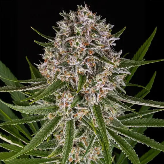 Lemon Haze Auto