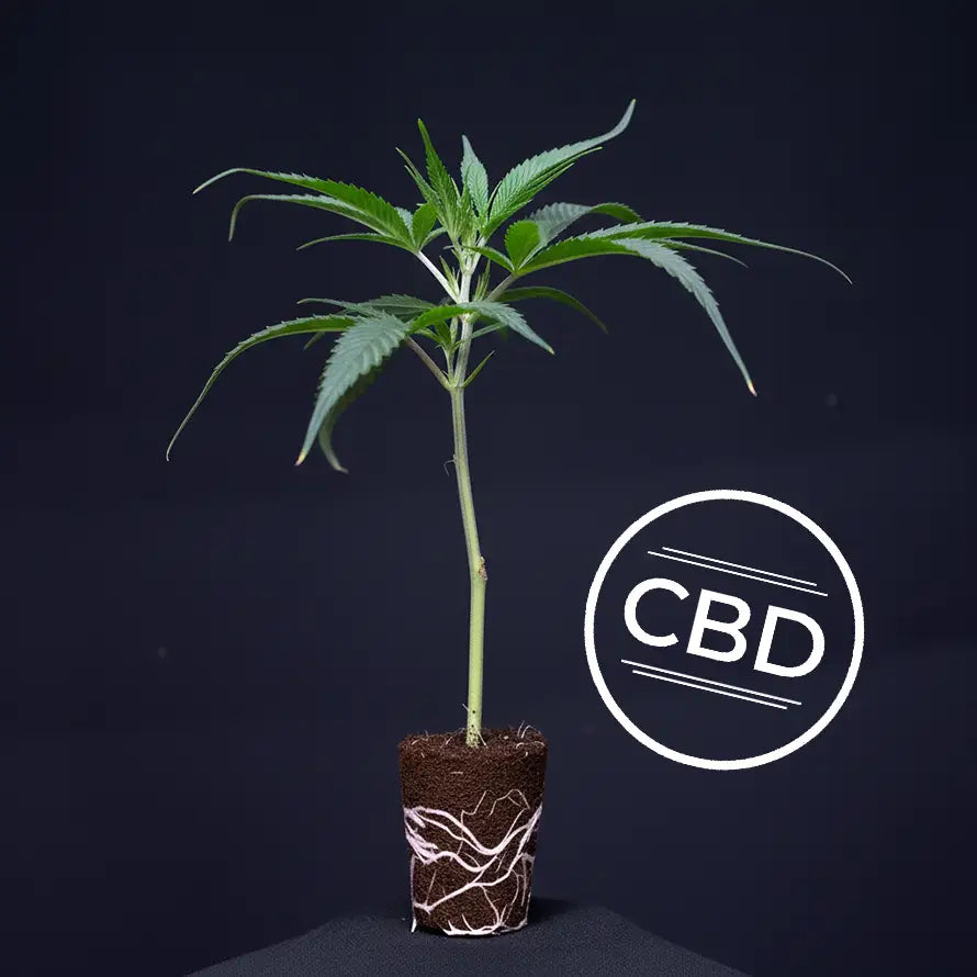 Malibu Skunk (CBD)