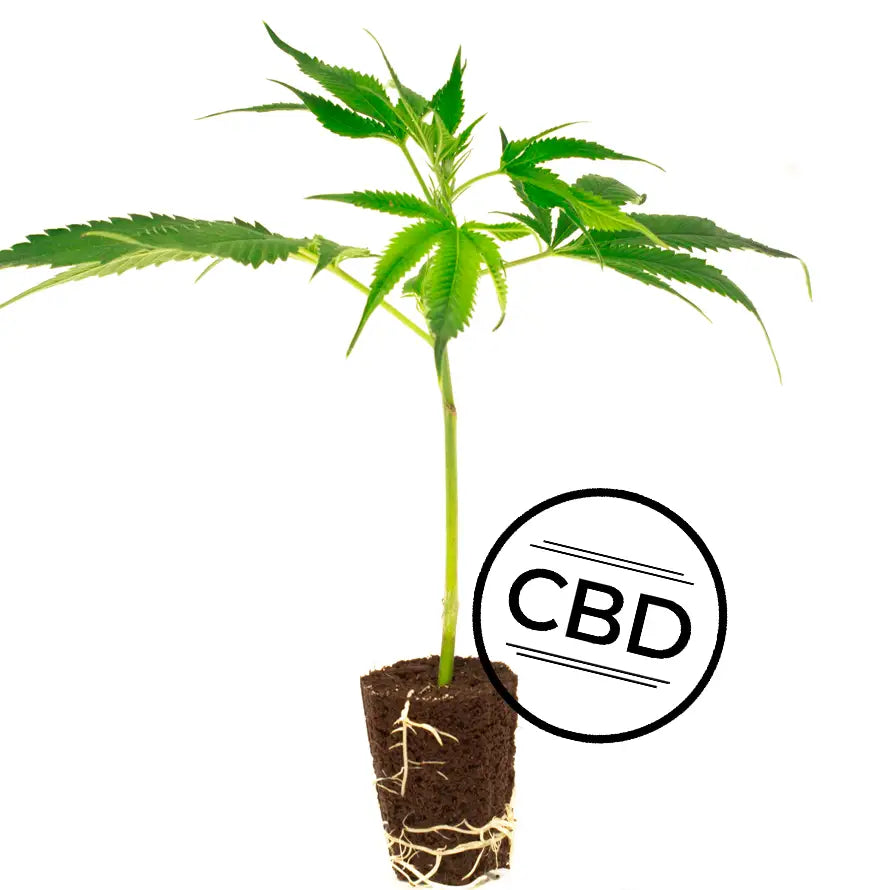 Malibu Skunk (CBD)