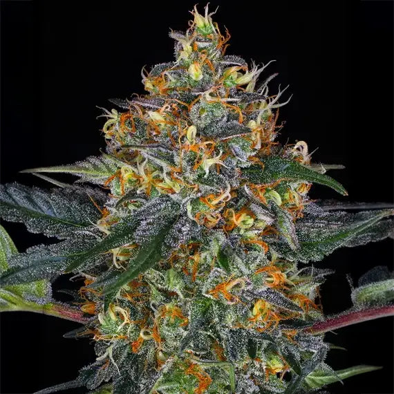 Moby Dick Auto
