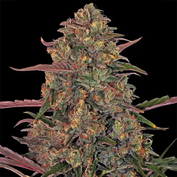 Pineapple Chunk