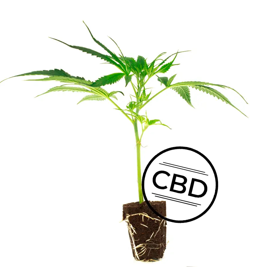 Plutonium CBD