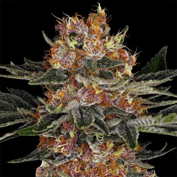 Purple Punch Auto von Barney's Farm