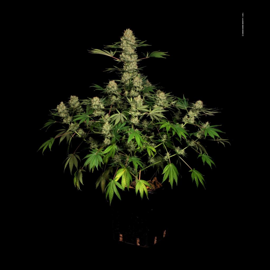 Auto White Russian