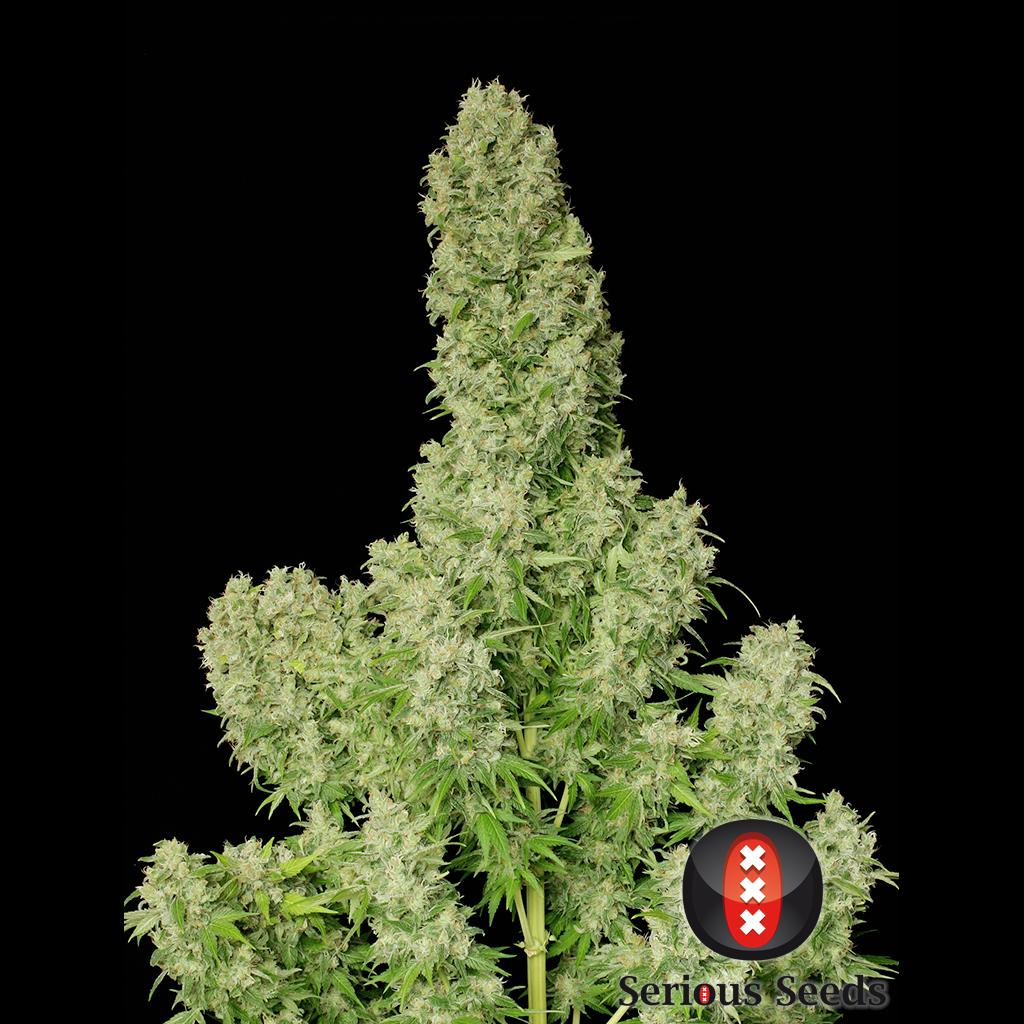 White Russian