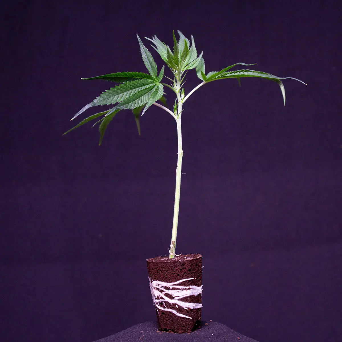 Tropical Gelato