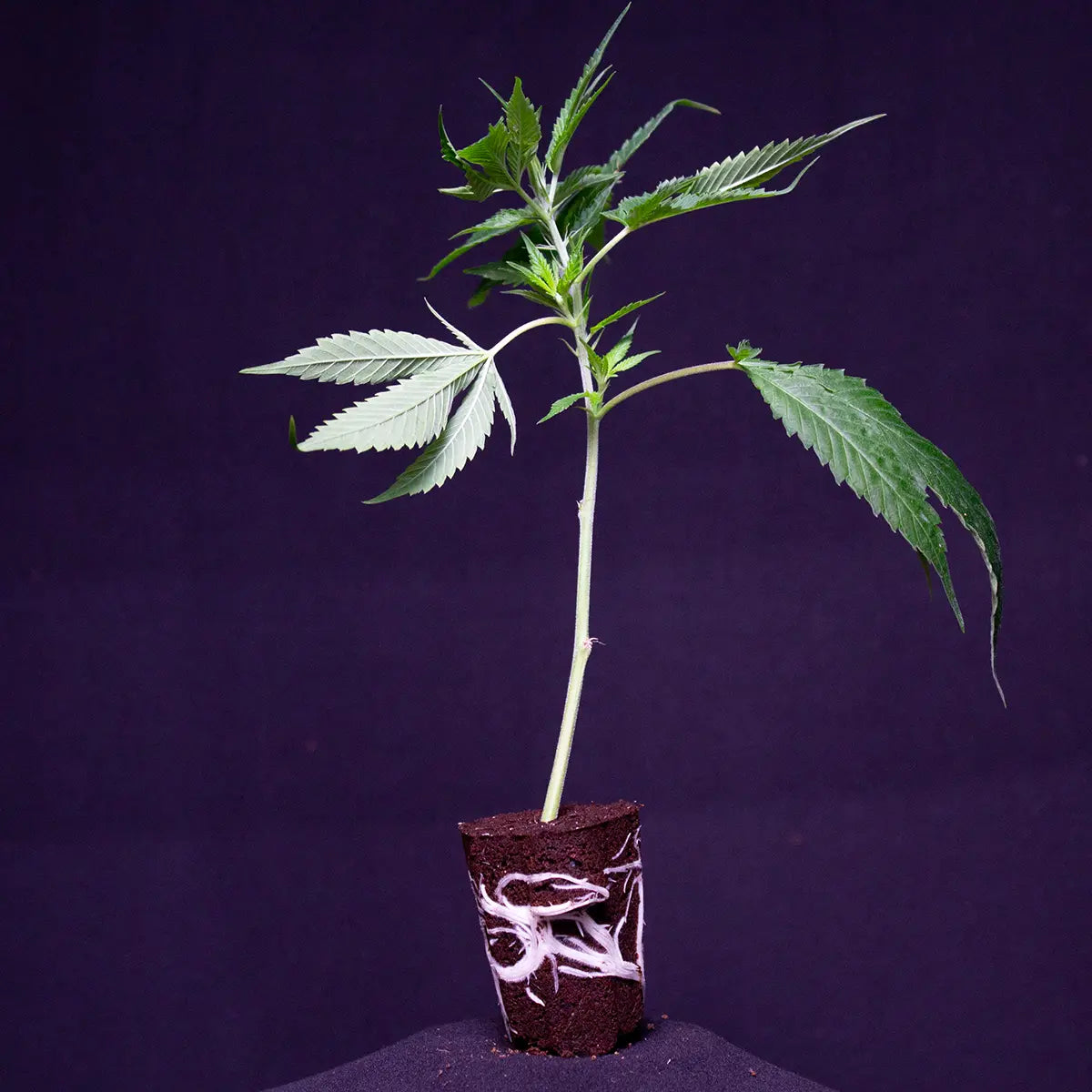 Tropicana Cherry