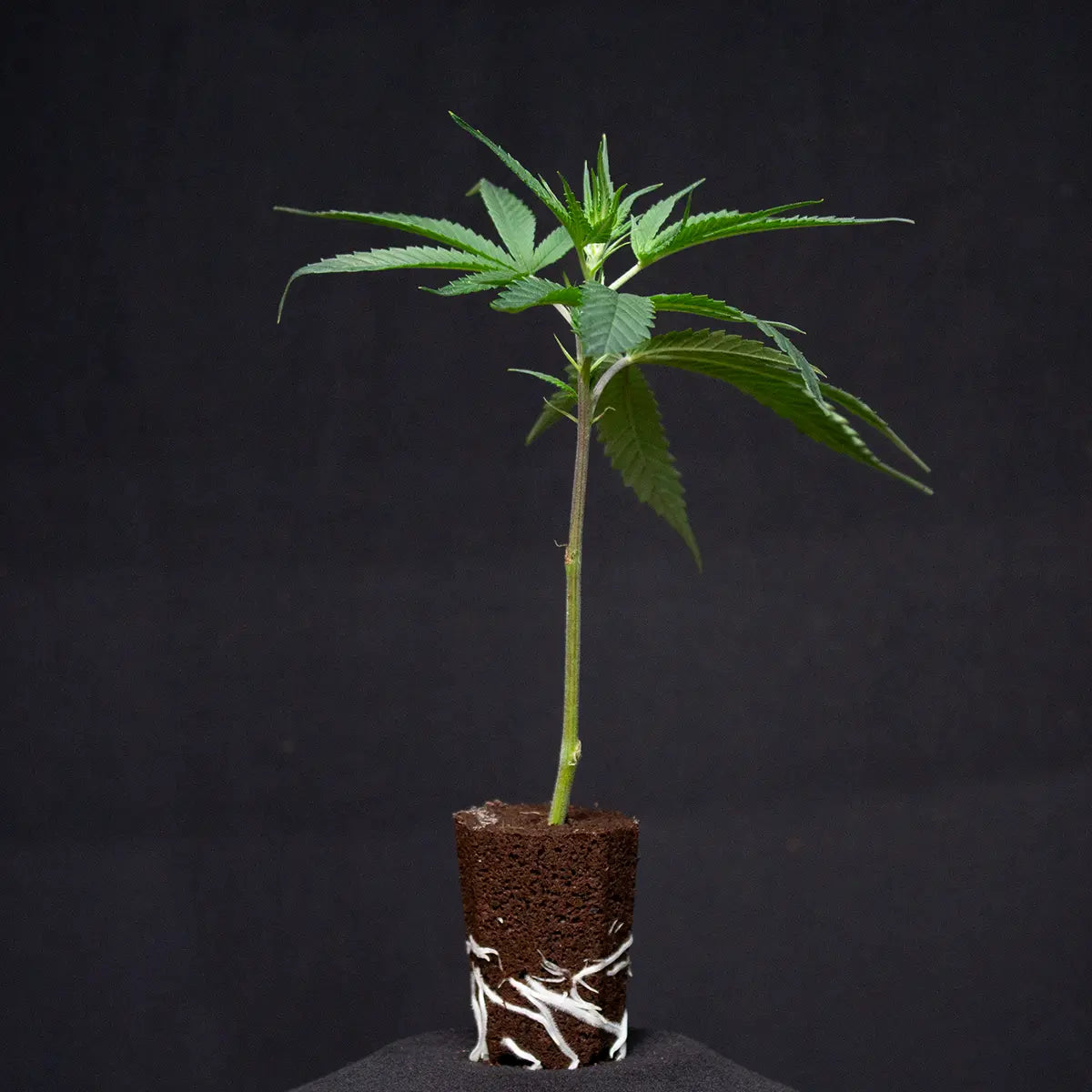 Super Silver Haze