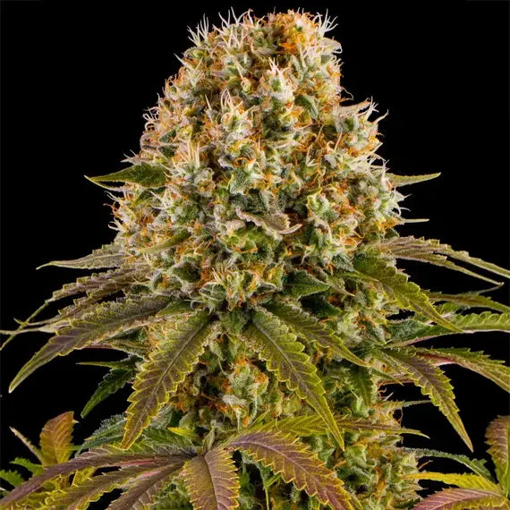 Strawberry Lemonade