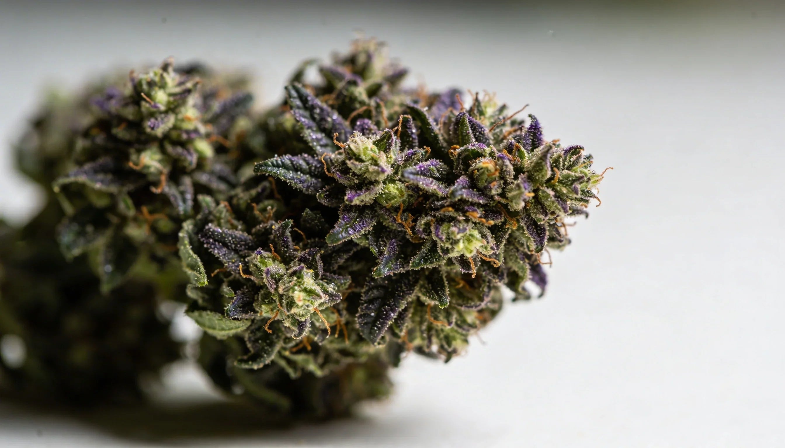 Die Welt der Indica Sorten: Ein umfassender Guide