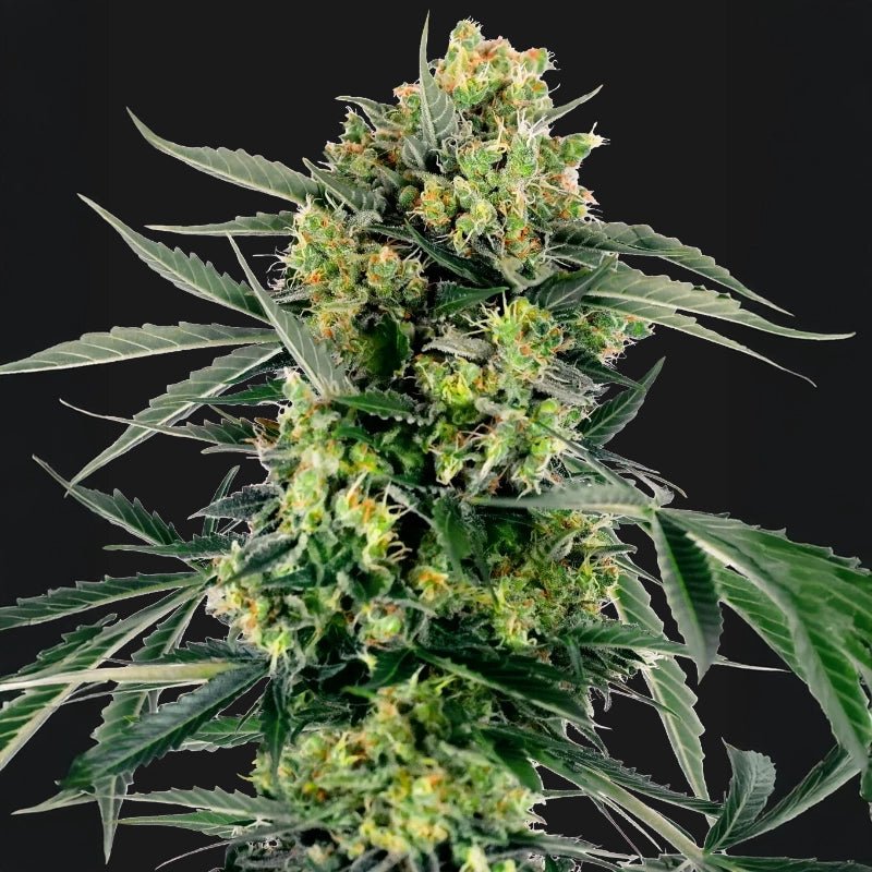 Blueberry Skittlez Auto