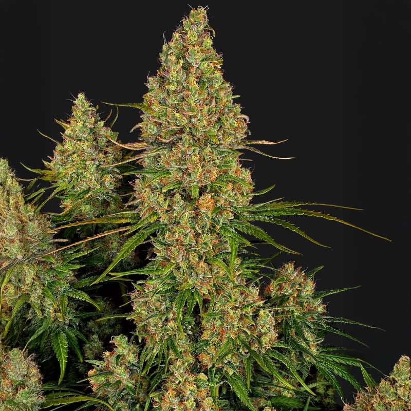 Sticky Orange XXL Auto