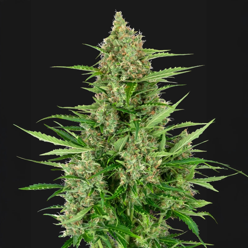 Double Kush Cake Auto