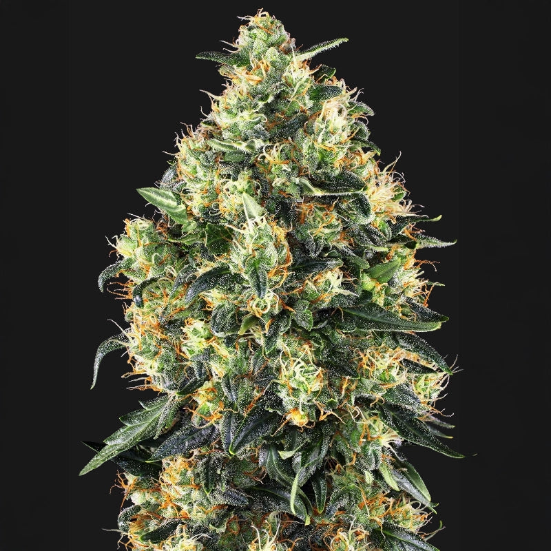 Super Skunk Automatic®