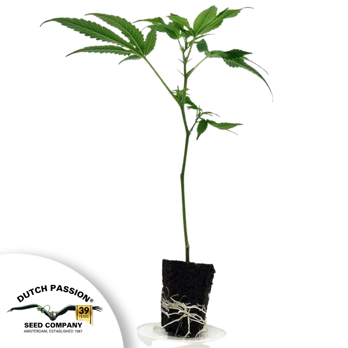 Banana Blaze - THC Steckling