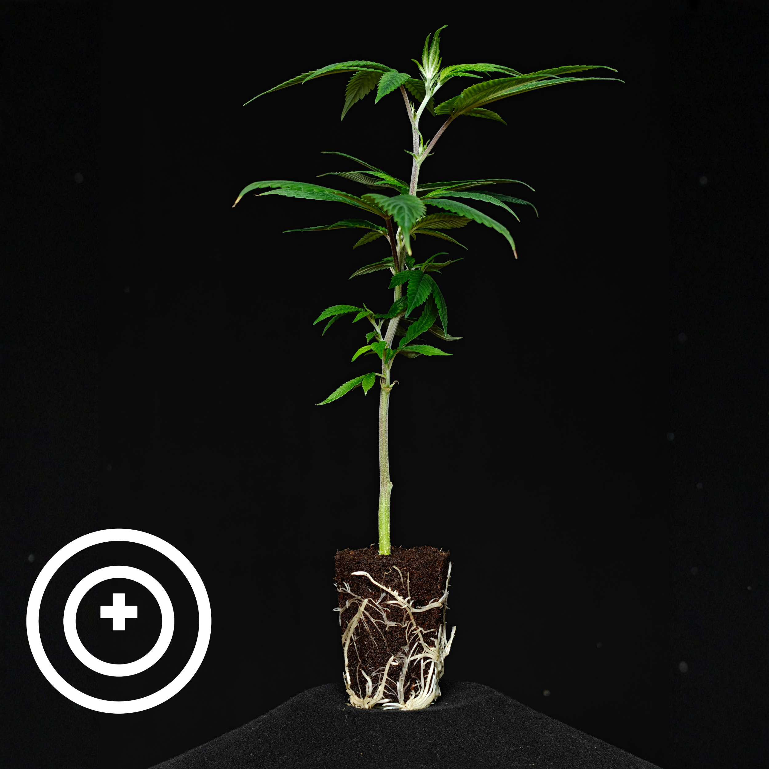 GovernMint Oasis - THC Steckling