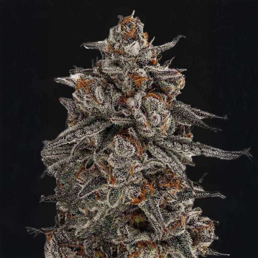 Orange Oreoz