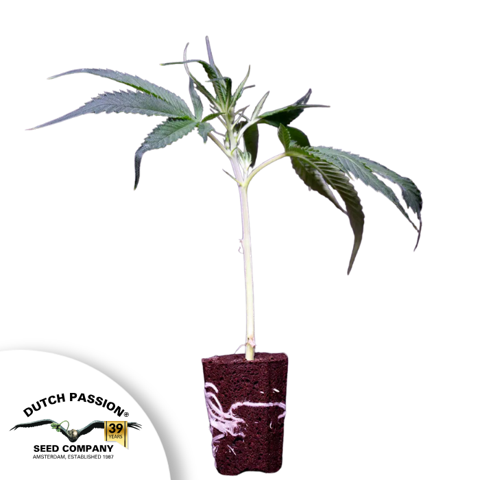 Orange Bud 2.0 - THC Steckling