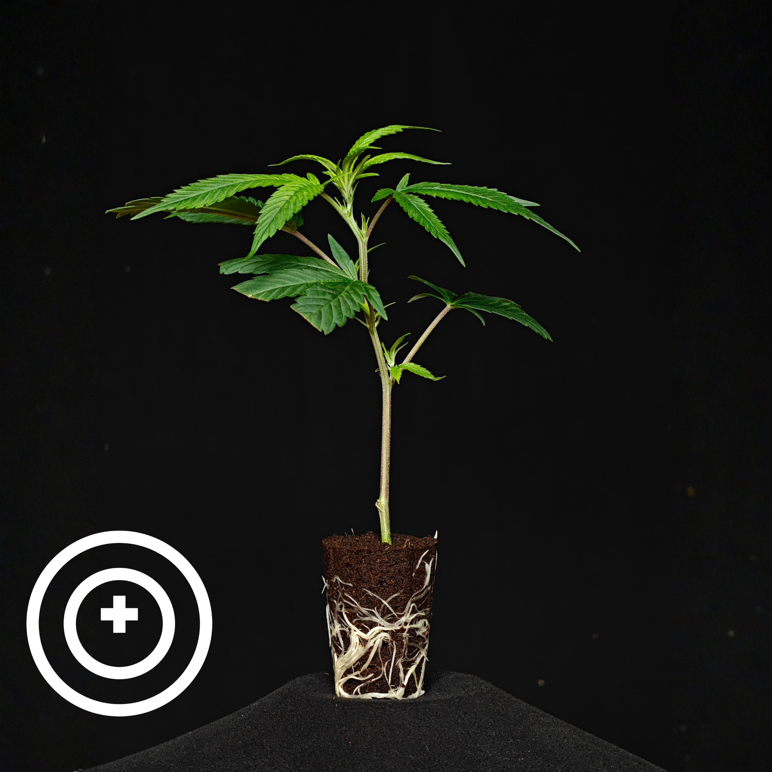 Sticky Rice - THC řízek