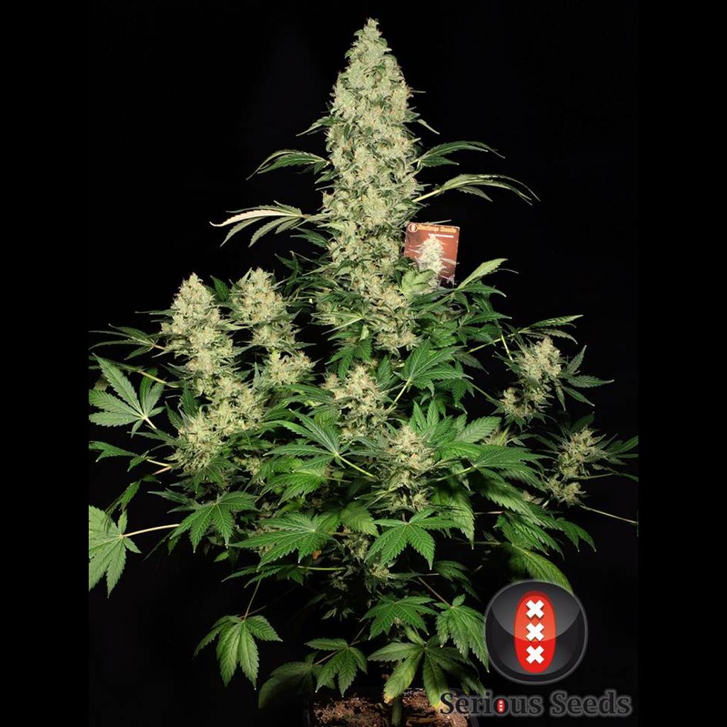 AK 47 - THC Samen