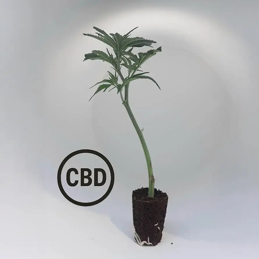 Amnesia CBD