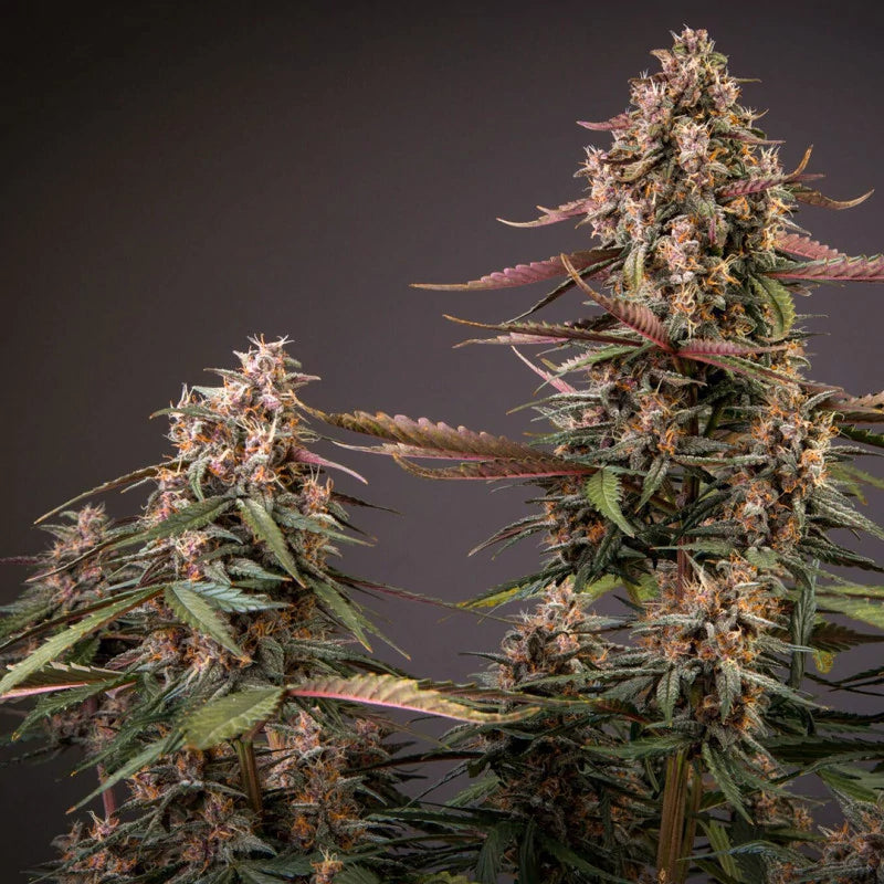 Auto Blackberry Kush