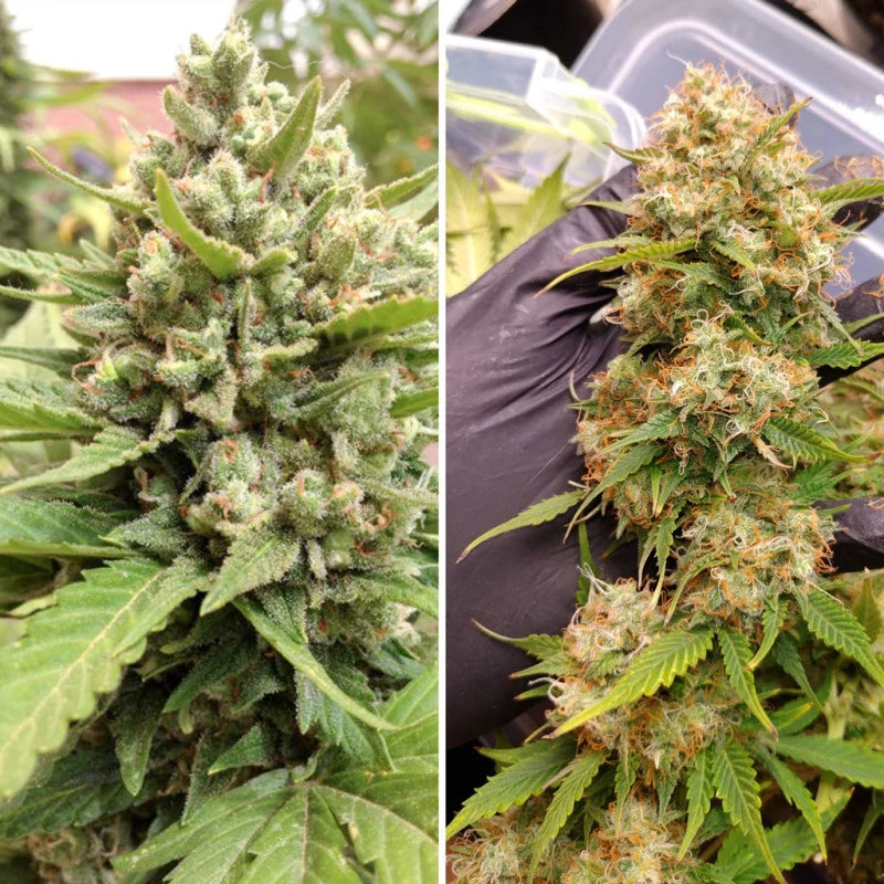 Auto Blueberry