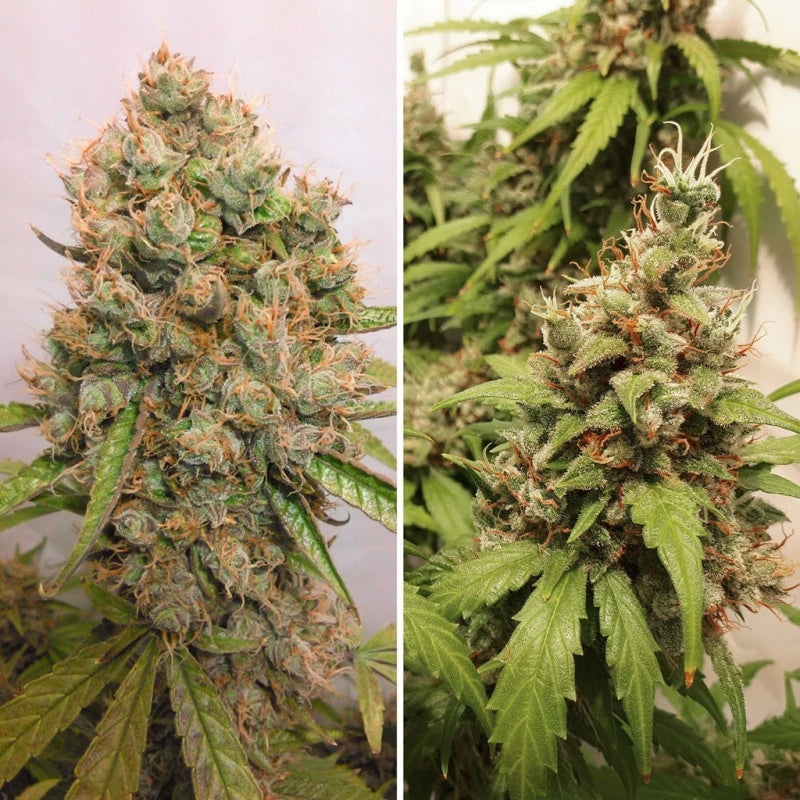 Auto Critical Orange Punch