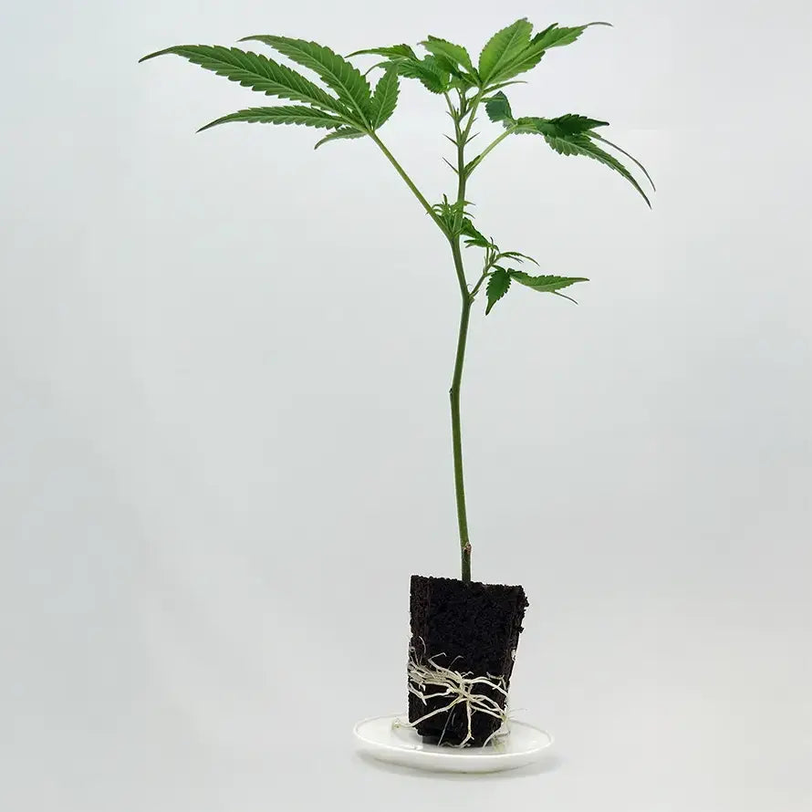 Black Cherry Gushers