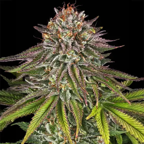 Critical Kush